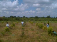 Block Plantation of teak