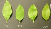 leaf shape & size variation