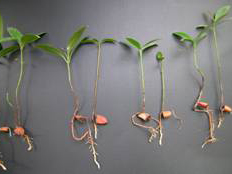 Rooted leafy cuttings of G. angustifolia