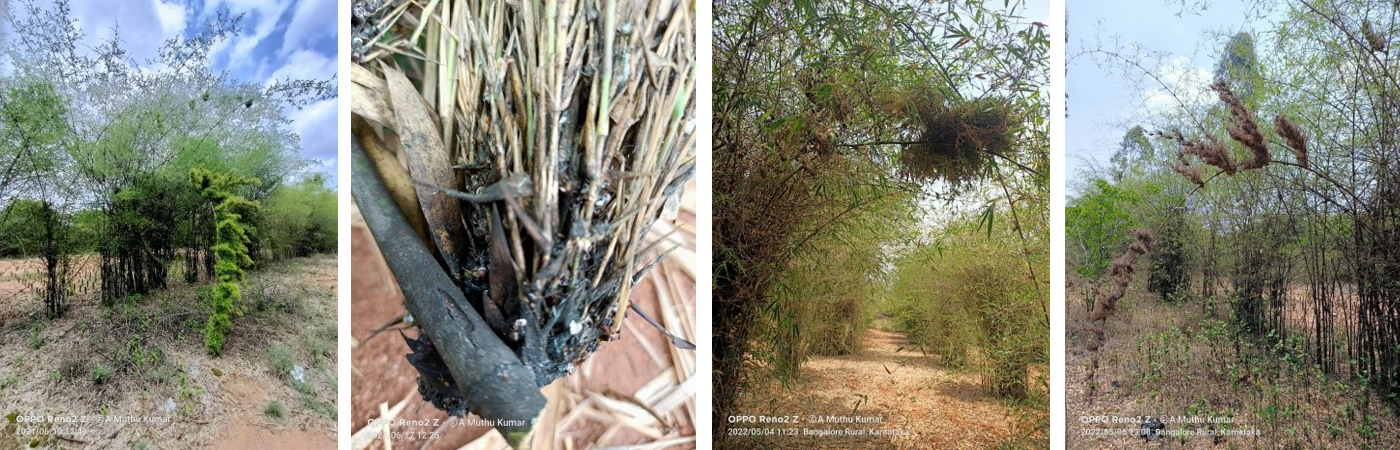 Different stages of Bamboo Witches Broom Symptoms

                            